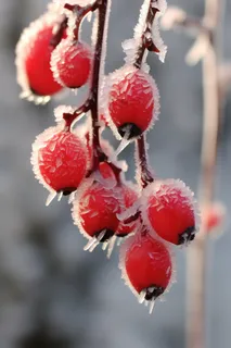 冬季冰雪覆盖红色果实上雾凇摄影图