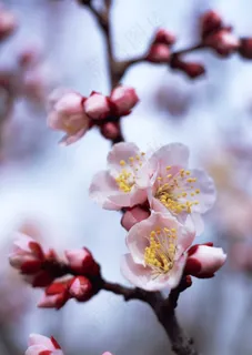 梅花图片 梅花图片