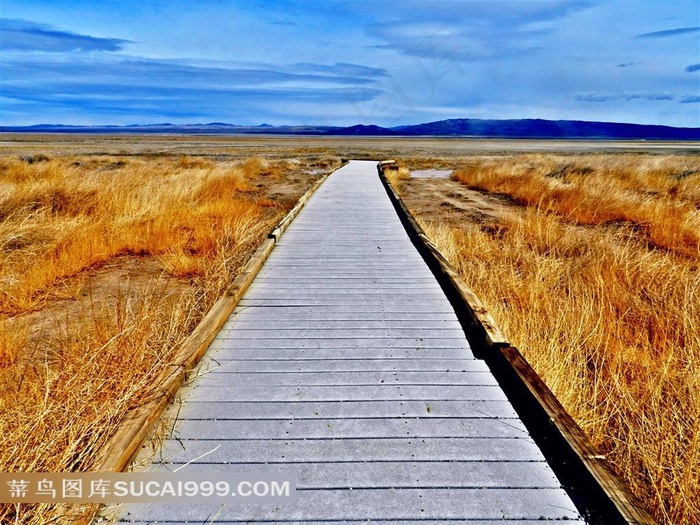 金黄色唯美枯草