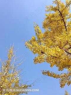 银杏 秋天 银杏 秋天