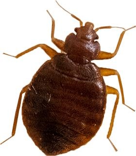 臭虫 PNG免抠(280x320)