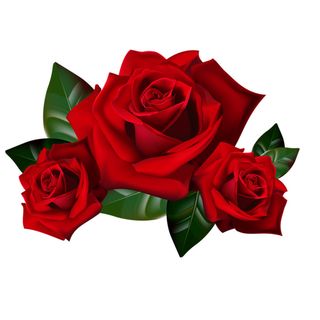 免抠玫瑰花实物摄影图片