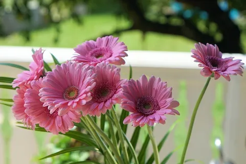 非洲菊, 花朵, 雏菊, 粉 非洲菊, 花朵, 雏菊, 粉