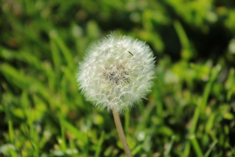 白色蒲公英花摄影图片 白色蒲公英花摄影图片