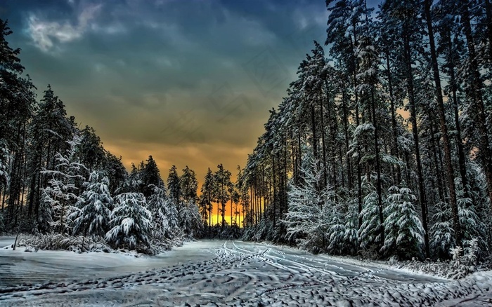 高清树林雪景风景摄影图片