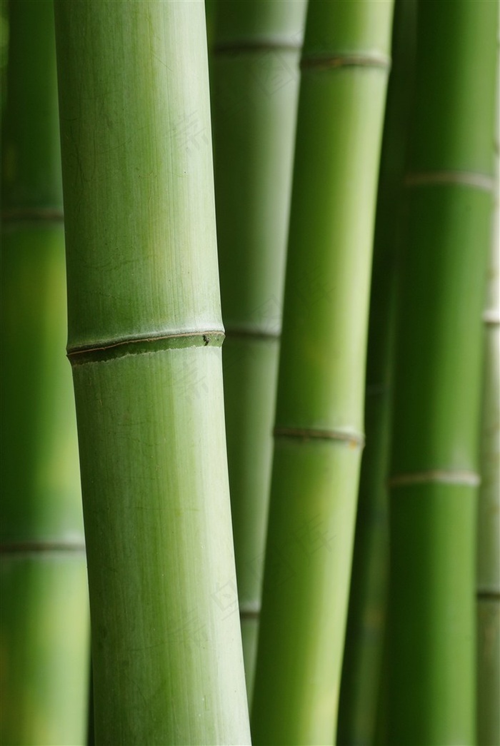 高耸茂密的竹叶林景色图片