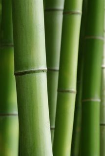 高耸茂密的竹叶林景色图片