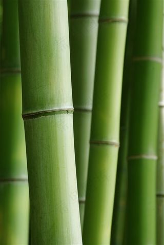 高耸茂密的竹叶林景色图片