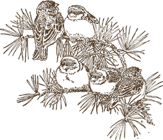 简约风手绘素描动画小鸟鸟儿免扣PNG图片素材 (24)