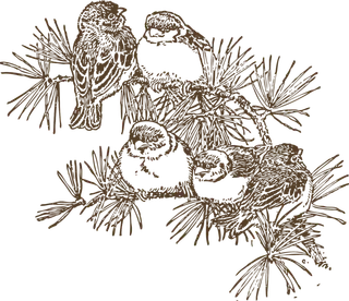 简约风手绘素描动画小鸟鸟儿免扣PNG图片素材 (24)