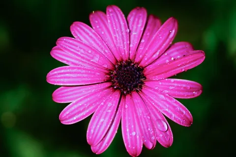 非洲菊花图片 非洲菊花图片