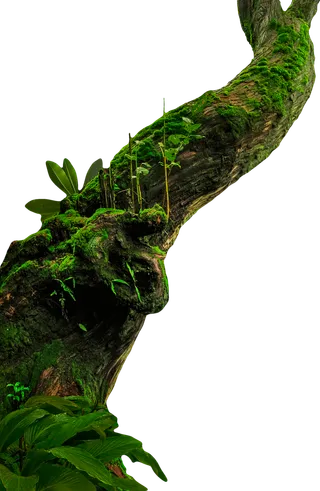 树木树枝树叶免扣素材