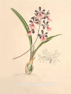 清新淡雅兰花手绘插画图片 清新淡雅兰花手绘插画图片