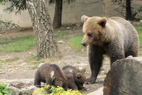 熊动物棕熊动物园野生动物狗熊