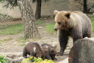 熊动物棕熊动物园野生动物狗熊