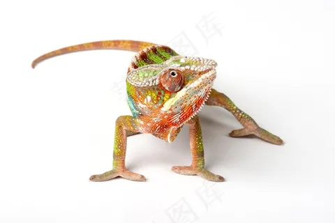 彩色条纹的变色龙特写高清摄影图 彩色条纹的变色龙特写高清摄影图