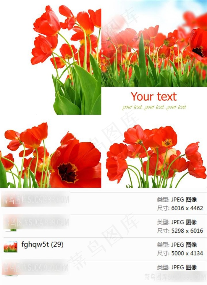 红色郁金香高清摄影