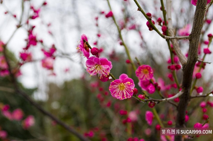 高清桃红色梅花鲜花图片