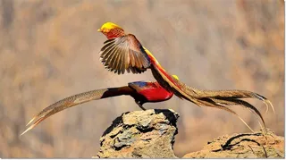 美丽的红腹锦鸡摄影素材图