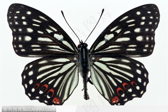 蝴蝶标本（斑纹蝴蝶）