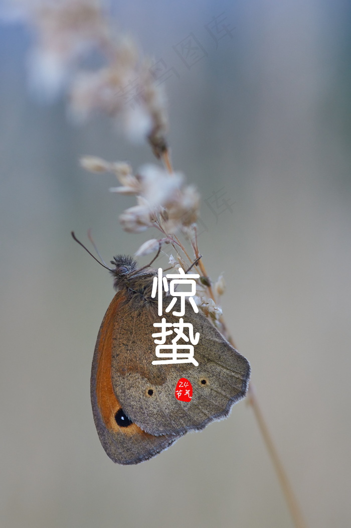 24节气惊蛰图片免费下载