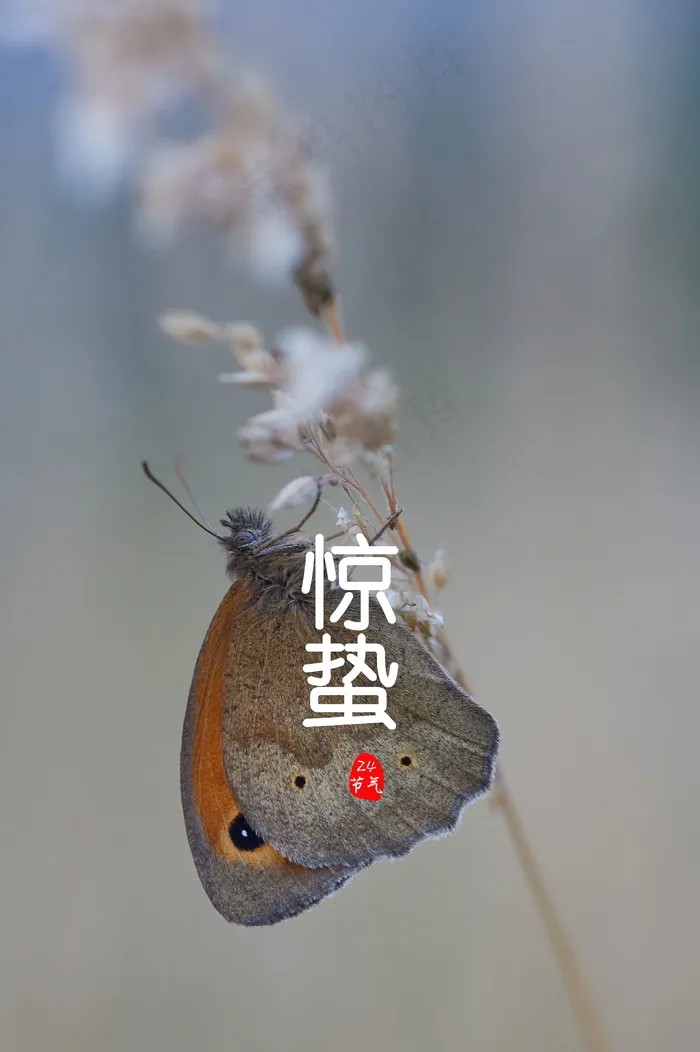 24节气惊蛰图片免费下载 24节气惊蛰图片免费下载