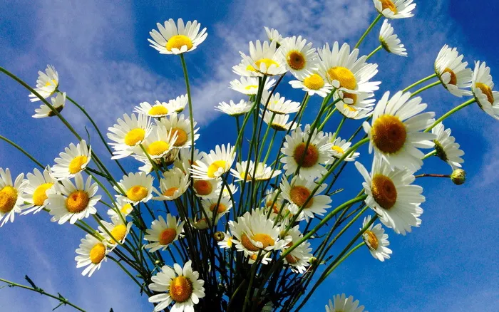 小雏菊花束图片