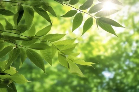 阳光从树叶洒下来光影光圈摄影背景 阳光从树叶洒下来光影光圈摄影背景