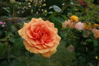 橙红色月季花图片