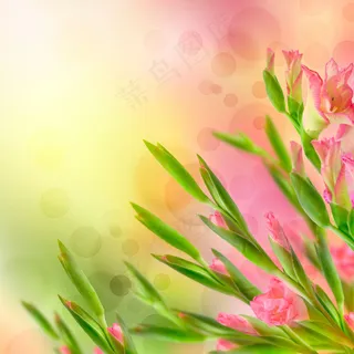 春天的鲜花背景图片下载 春天的鲜花背景图片下载
