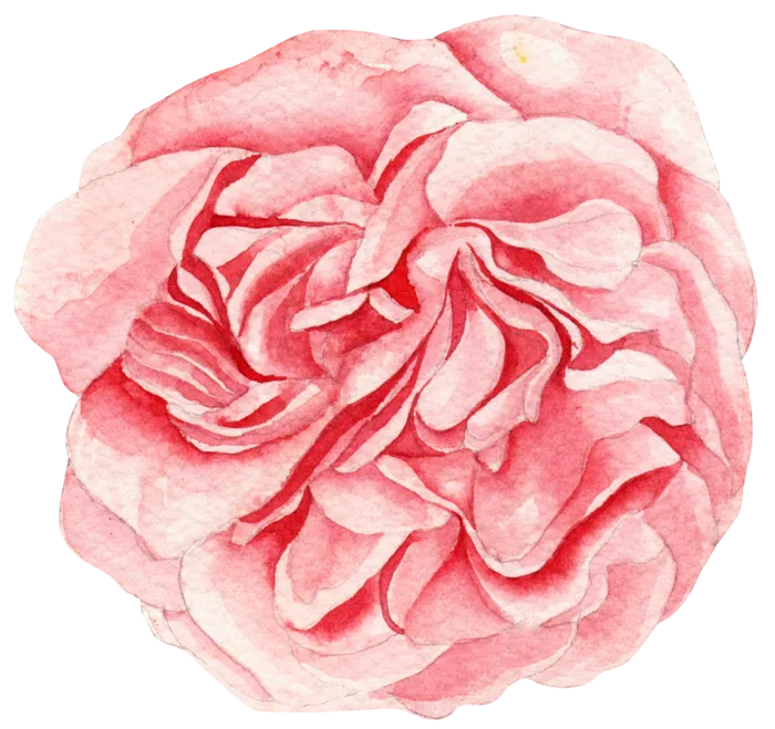 鲜花玫瑰免扣素材