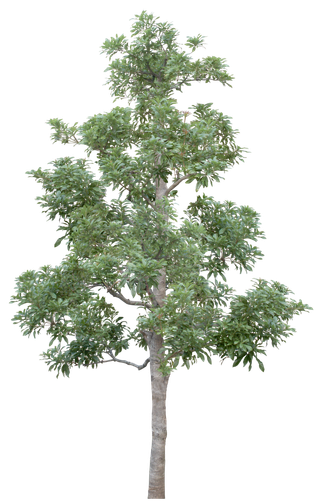 高清树木素材 免抠PSD植物素材 美术绘画园林贴图 树草灌木花草