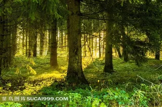 绿色森林风景图片