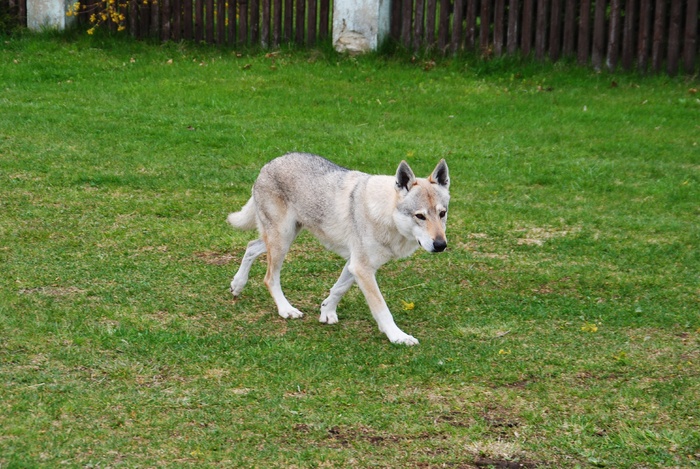 草地上的土狗图片