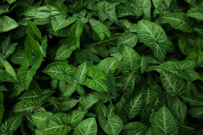 合果芋植物图片