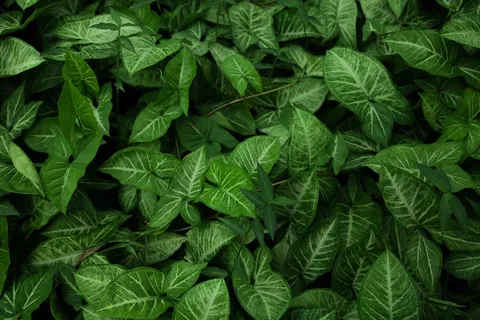 合果芋植物图片 合果芋植物图片