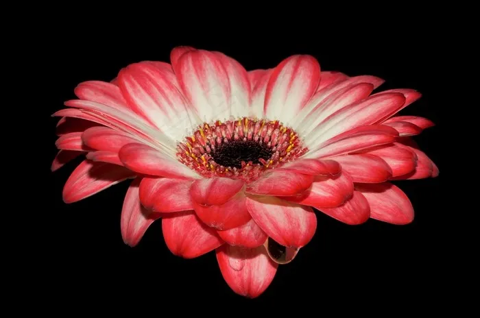 红白相间的菊花
