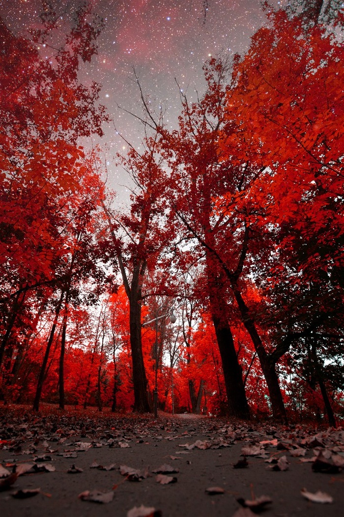梦幻深秋树林红色景色高清图片