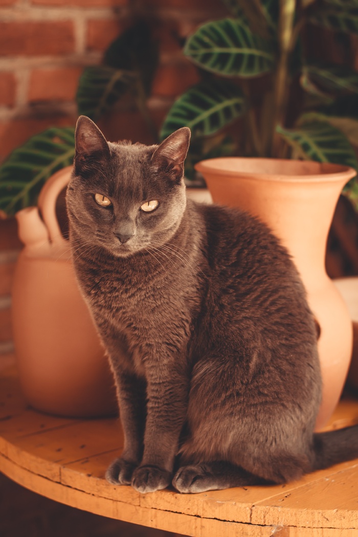 可爱猫咪猫猫摄影素材