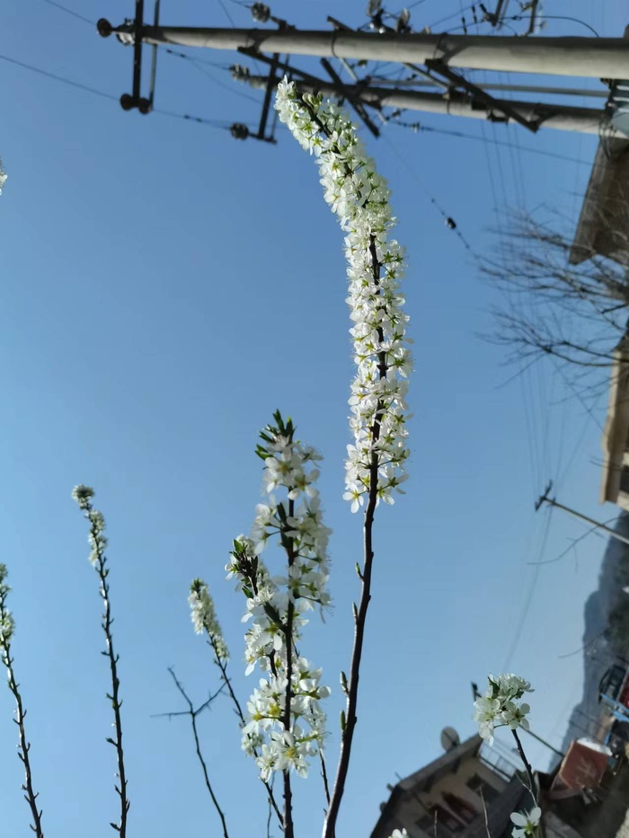 李子花  春天  花开了