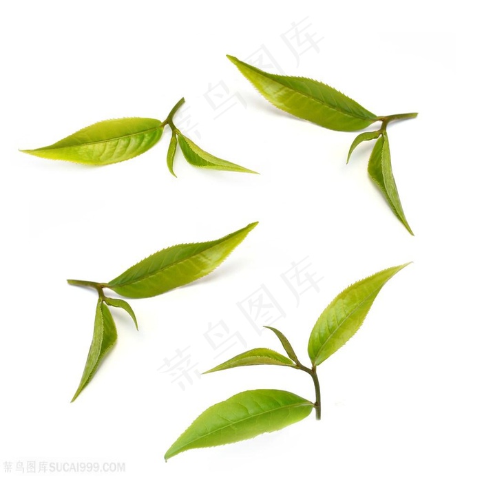 绿色的茶叶茶图片