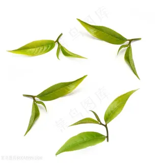 绿色的茶叶茶图片