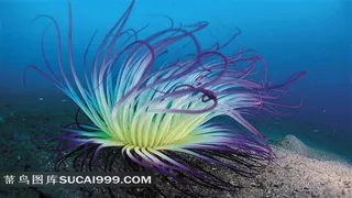 漂亮的海藻摄影图片素材