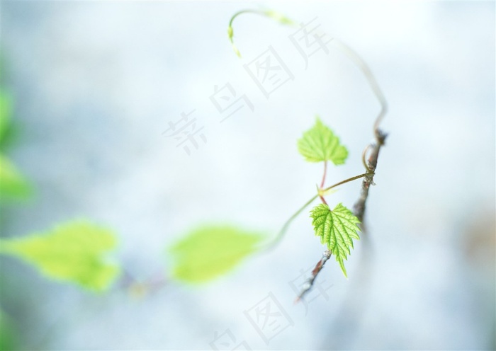 森林风景树林风景jpg素材