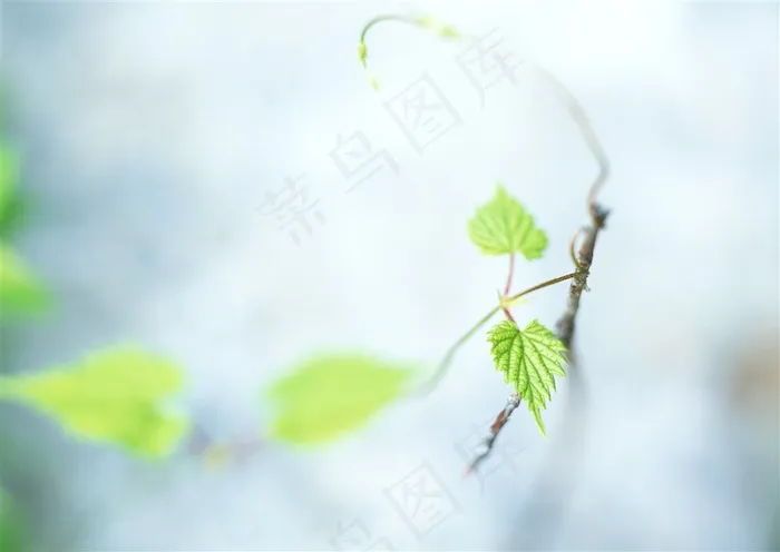 森林风景树林风景jpg素材