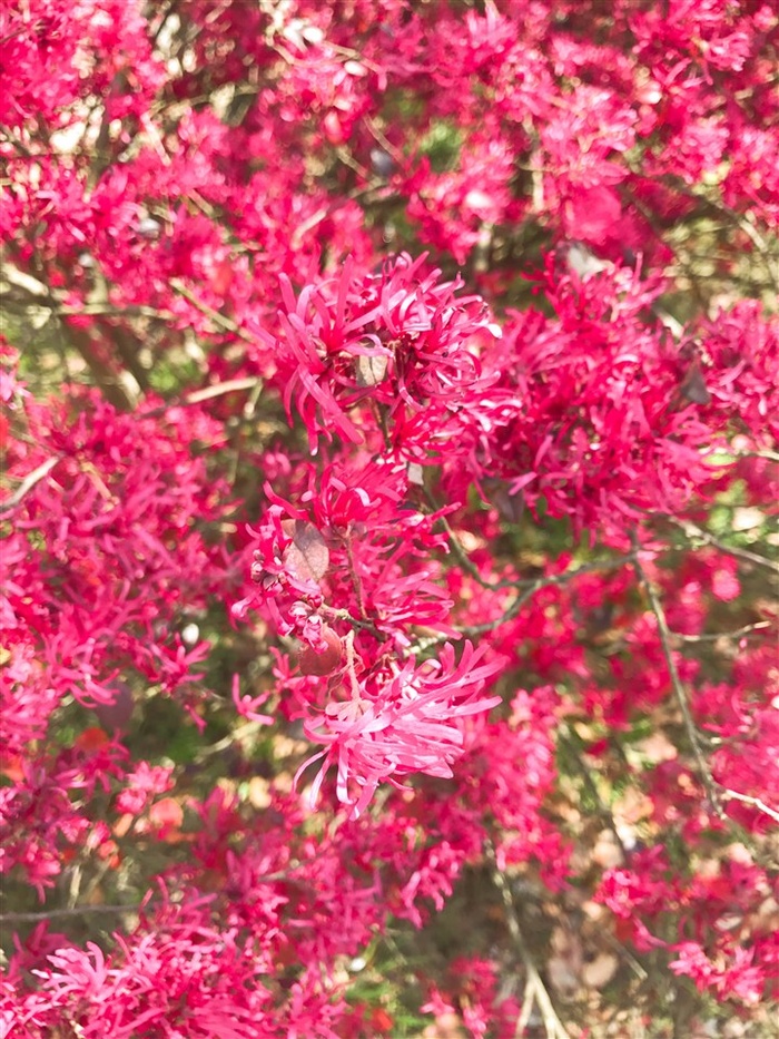 五彩缤纷的花朵