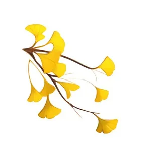 银杏叶树枝免抠