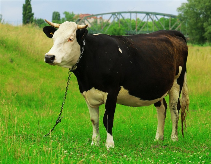 绿草地上被锁链拴住的奶牛高清图片