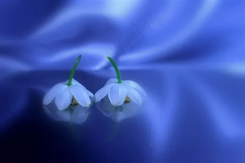 唯美蓝色梦幻小白花鲜花图片 唯美蓝色梦幻小白花鲜花图片