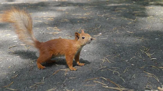 大尾巴棕色松鼠图片 大尾巴棕色松鼠图片